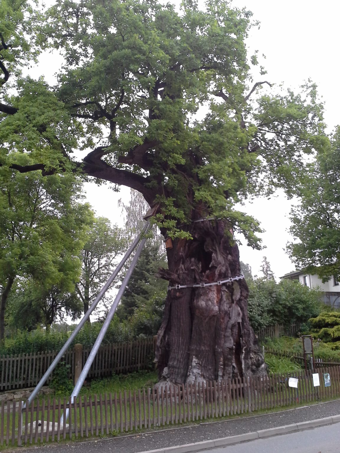 Unsere Eiche – Grabeiche